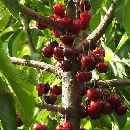 Owocowy Raj Nad Zalewem Bauernhof Modla Krolewska