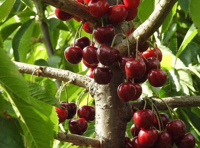 Owocowy Raj Nad Zalewem Séjour à la ferme Modla Krolewska