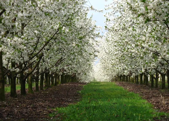 Owocowy Raj Nad Zalewem